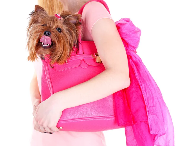 Donna che tiene carino Yorkshire terrier in borsa isolato su bianco — Foto Stock