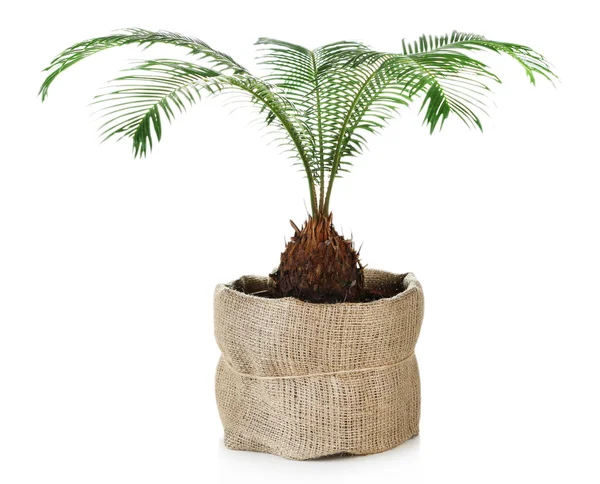Green palm tree in pot isolated on white — Stock Photo, Image
