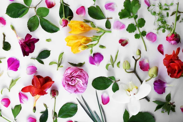 Φύλλα και τα πέταλα των λουλουδιών την άνοιξη σε άσπρο φόντο, κινηματογράφηση σε πρώτο πλάνο — Φωτογραφία Αρχείου