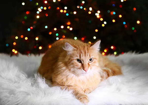 红猫躺在白色的地毯，多色灯光背景 — 图库照片