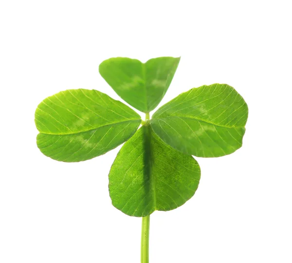 Hoja de trébol verde, aislada en blanco — Foto de Stock