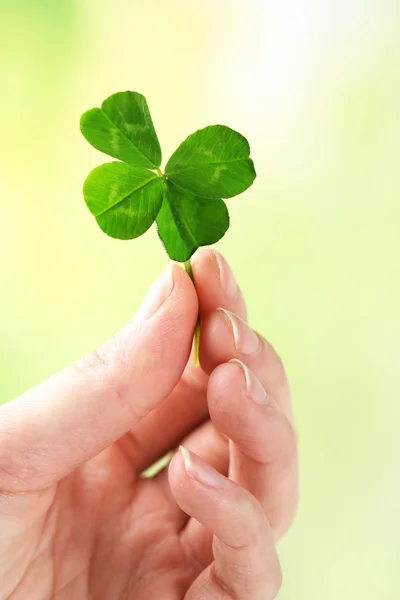 Mano femenina sosteniendo hoja de trébol verde sobre fondo natural — Foto de Stock