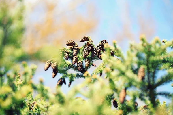 Конусы на елке, на открытом воздухе — стоковое фото