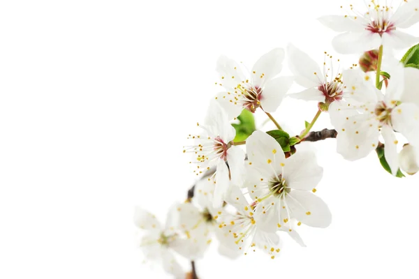 Flowering branch isolated on white — Stock Photo, Image