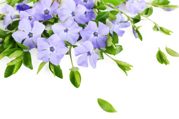 Púrpura periwinkle aislado en blanco — Foto de Stock