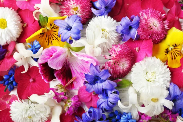 Closeup of fresh colorful spring flowers — Stock Photo, Image