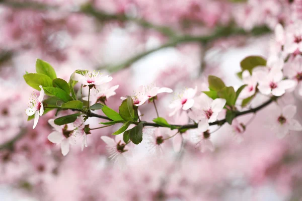 Kirschblüten über verschwommenem Naturhintergrund, Nahaufnahme — Stockfoto