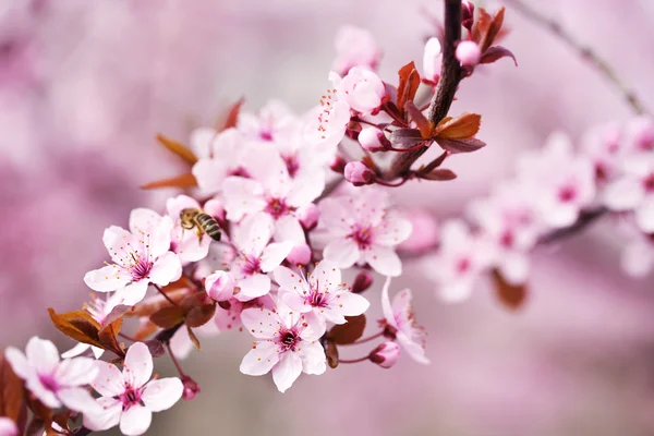 Cherry blossoms over blurred nature background, close up — Stock Photo, Image