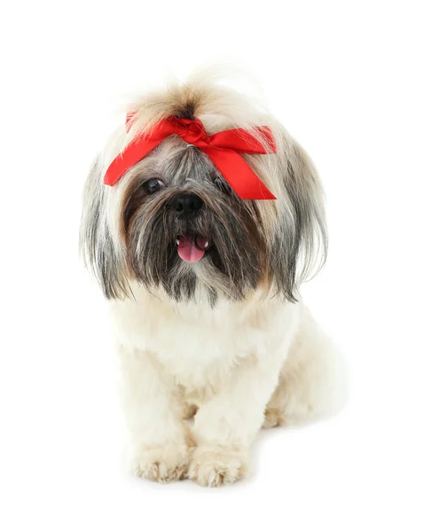 Schattig Shih Tzu geïsoleerd op wit — Stockfoto