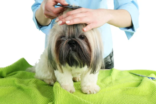 Mignon Shih Tzu et coiffeur dans le salon de coiffure — Photo