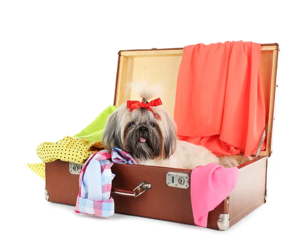 Cute Shih Tzu in suitcase with clothes isolated on white — Stock Photo, Image