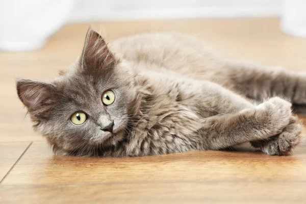 Lindo gatito gris en el suelo en casa — Foto de Stock