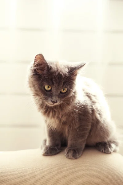 Lindo gatito gris en el sofá en casa — Foto de Stock