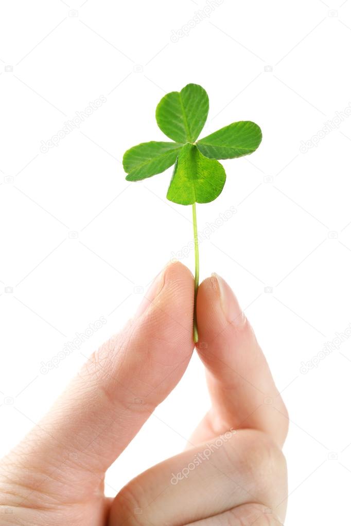 Female hand holding green clover leaf, isolated on white