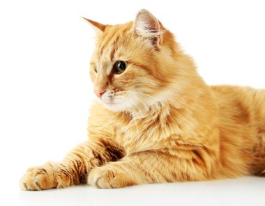 Kırmızı kedi beyaz arkaplanda izole edildi