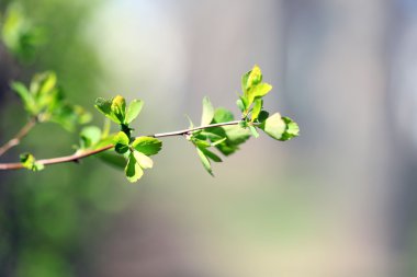 taze bahar dalı, yapraklarda yakın çekim