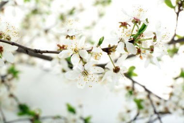 Çiçekli dal, portre