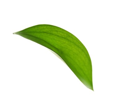 yeşil yaprak beyaz üzerinde izole