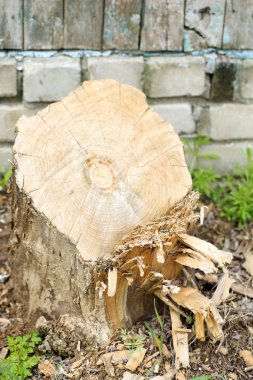 Ağaç güdük yakın çekim