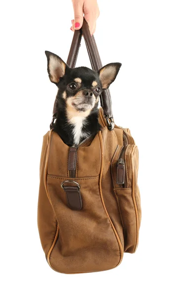 Cute chihuahua puppy sitting in brown bag isolated on white — Stock Photo, Image