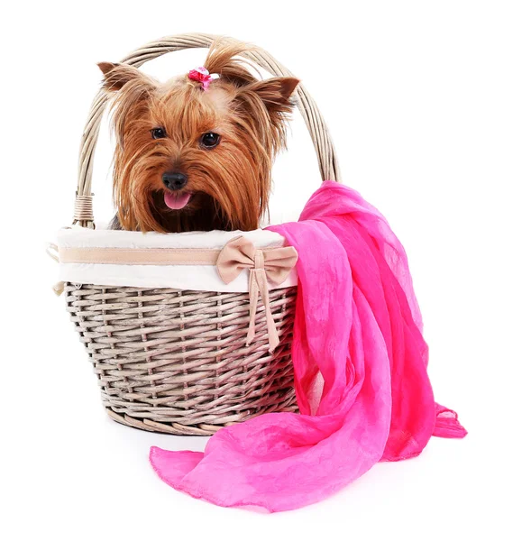 Cute Yorkshire terrier in wicker basket isolated on white — Stock Photo, Image