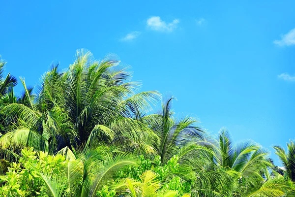 Palm leaves and blue sky on island in resort — Stock Photo, Image