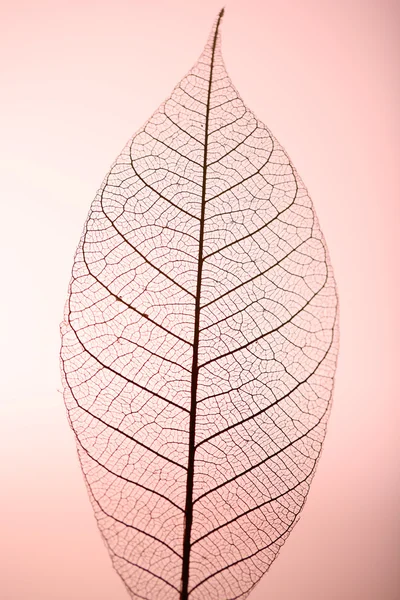 Hoja de esqueleto sobre fondo rosa, primer plano —  Fotos de Stock