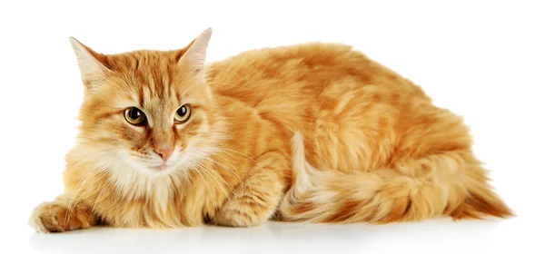 Красный кот изолирован на белом фоне — стоковое фото
