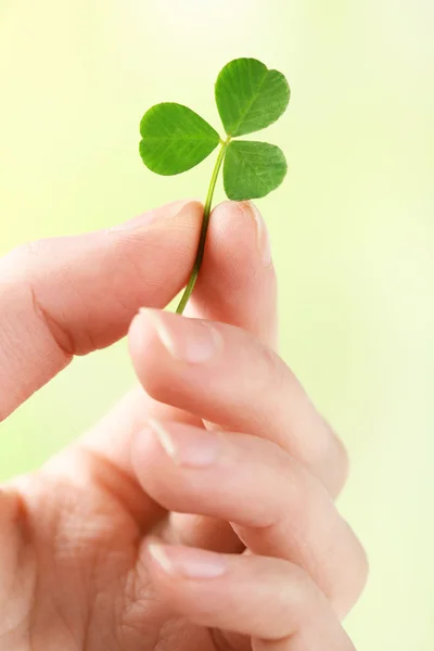 Female hand holding green clover leaf on nature background — Stock Photo, Image