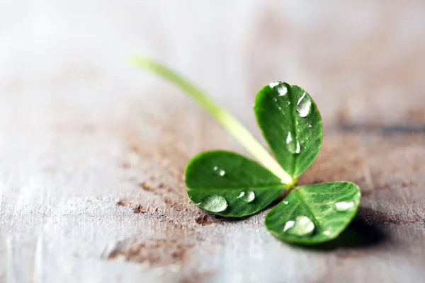 Green clover leaf with drops on wooden background — Stock Photo, Image