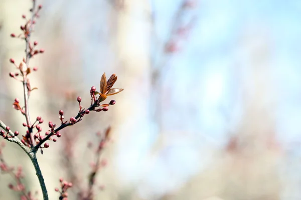 Verse lente verlaat op tak, op blauwe hemelachtergrond — Stockfoto