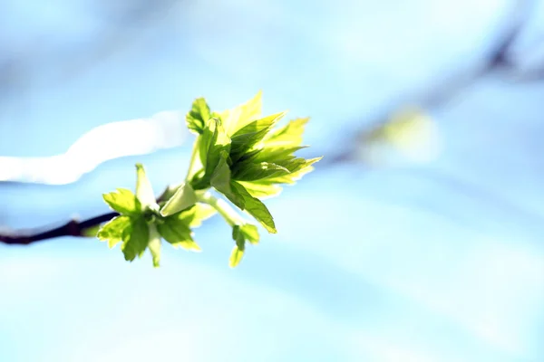 Verse lente verlaat op tak, op blauwe hemelachtergrond — Stockfoto
