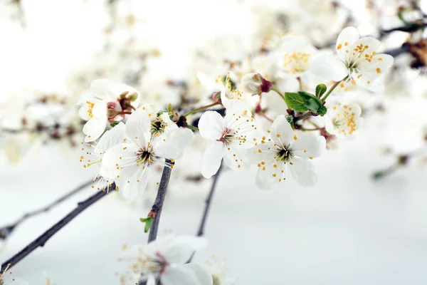 Bloeiende tak, close-up — Stockfoto