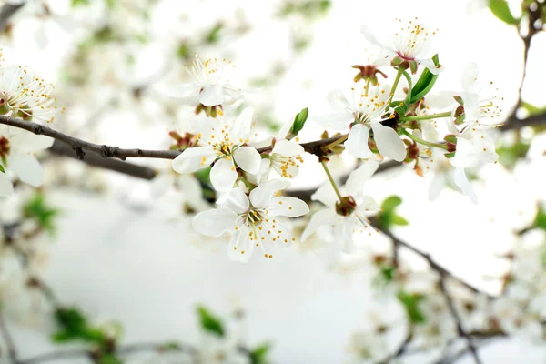 Ramo florido, close-up — Fotografia de Stock