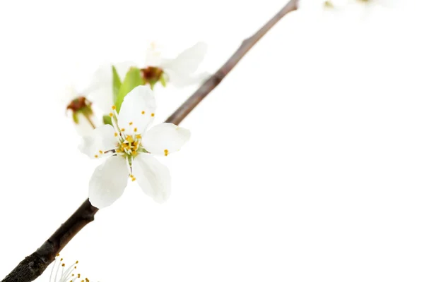 Blommande gren isolerad på vit — Stockfoto