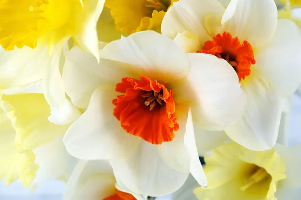 Flores narcisas frescas, primer plano — Foto de Stock