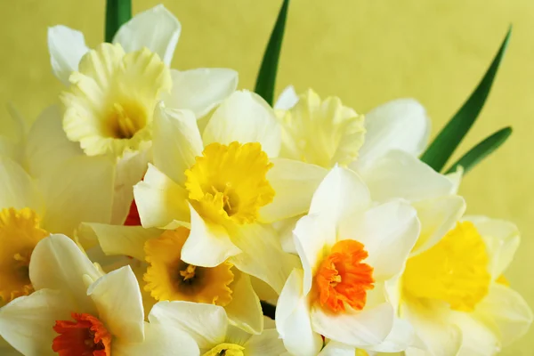 Fresh narcissus flowers, closeup — Stock Photo, Image