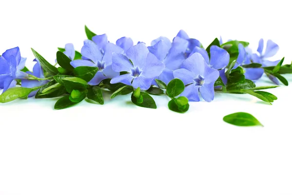 Pervinca viola isolata su bianco — Foto Stock