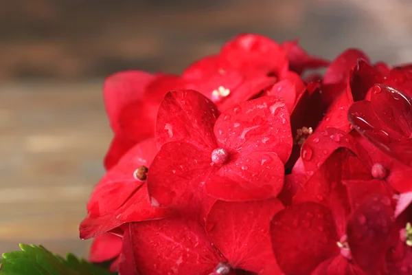 Nahaufnahme von schönen rosa Hortensienblüten — Stockfoto