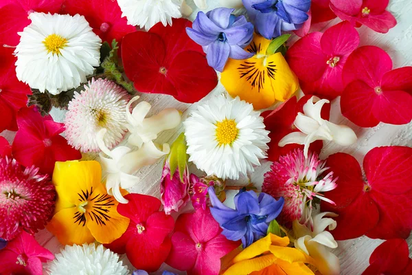 Close-up van verse kleurrijke Lentebloemen — Stockfoto