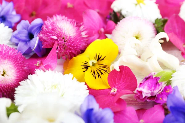 Gros plan de fleurs printanières colorées fraîches — Photo