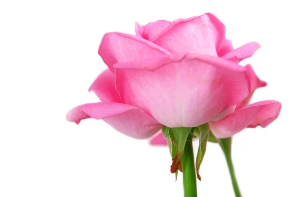 Rosas cor-de-rosa bonitas, close-up — Fotografia de Stock