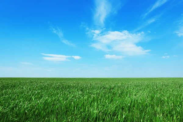 Green spring field — Stock Photo, Image