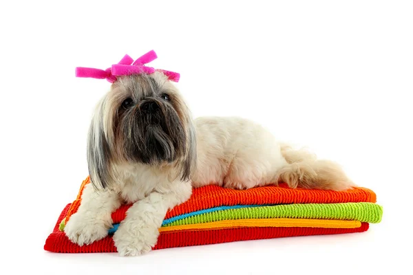 Niedlich shih tzu auf bunten Handtüchern isoliert auf weiß — Stockfoto