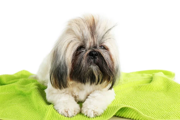 Carino Shih Tzu in barbiere isolato su bianco — Foto Stock