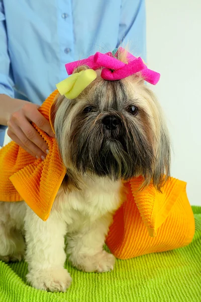 Bonito Shih Tzu e cabeleireiro na barbearia, close-up — Fotografia de Stock