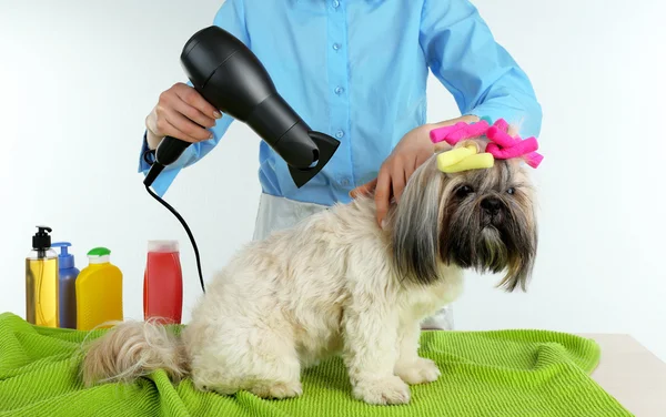 Coiffeur cheveux secs de chien Shih Tzu en salon de coiffure isolé sur blanc — Photo