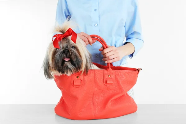Cute Shih Tzu in red female bag isolated on white — Stock Photo, Image