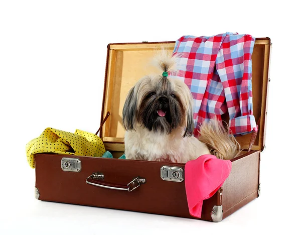 Симпатичный Ши-Цзы в чемодане с одеждой, изолированной на белом — стоковое фото