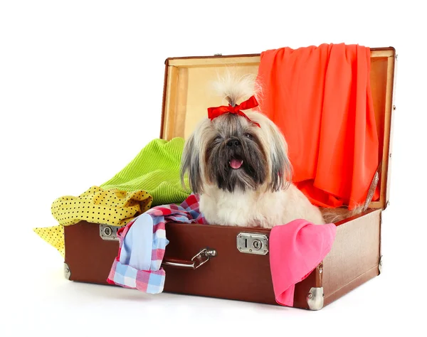 Schattig Shih Tzu in koffer met kleren geïsoleerd op wit — Stockfoto